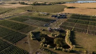 Bodega Gamboa vende viñedos en Campana desde u$s10.000