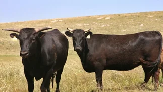 Primer gran remate de genética Wagyu en la Argentina