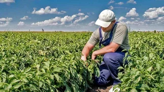 El Gobierno prorrogó el régimen rural compatible con planes sociales