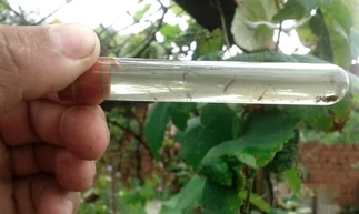 En Argentina hay más de 700 especies exóticas invasoras
