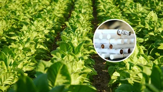 Proponen dejar de producir tabaco para mejorar el medioambiente