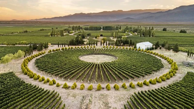 Vinos con identidad de terroir: Cadus renovó su imagen y lanzó nuevas etiquetas