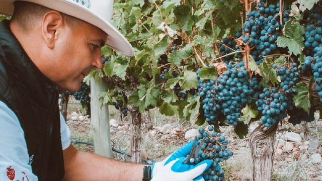 Estuvo al borde de la muerte dos veces y decidió cambiar su vida: hoy triunfa haciendo vinos