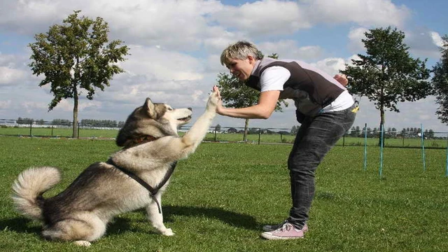 Galletas e inteligencia artificial: el dúo perfecto para adiestrar a tu perro