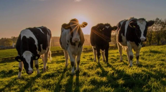 Innovación en el campo: una novedosa plataforma Blockchain crea los primeros "Token vaca" de la Argentina