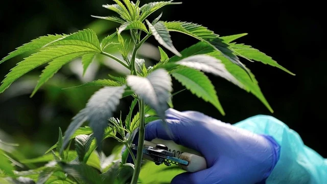 ¿El negocio es la marihuana?: conocé al primer company builder canábico de América Latina