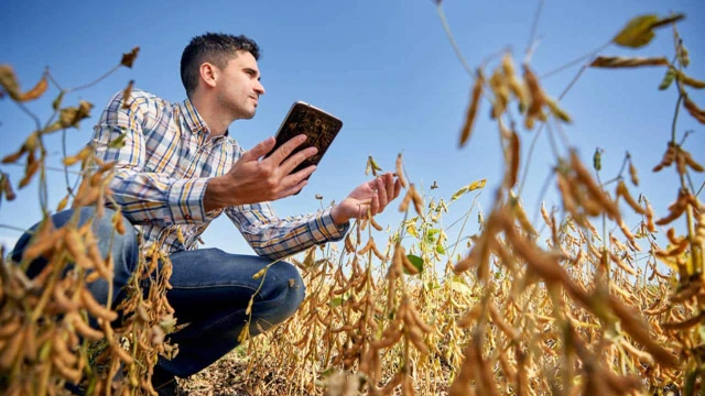 Argentina: expertos impulsan el uso de blockchain en el agro para mejorar el control y la trazabilidad