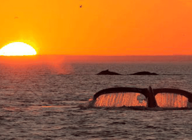 La apertura de hoteles coincide con el inicio de la temporada de avistaje de ballenas en los golfos de Chubut.
