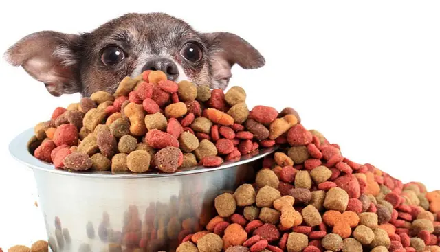 El balanceado es el alimento básico de la mayoría de las mascotas