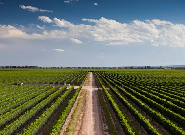 El Valle de Uco es una de las zonas incluídas en el programa