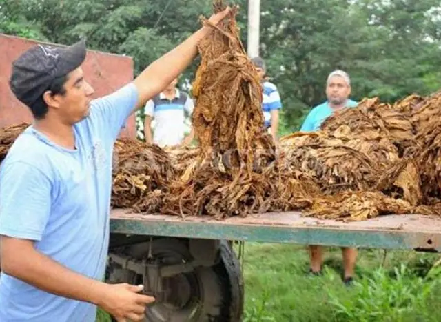 Tabacaleros refuerzan la importancia del cultivo y cuestionan la inacción ante el no pago de impuestos de tabacaleras