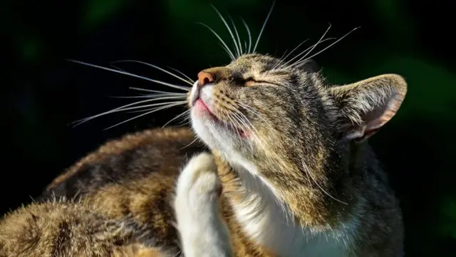 Estudios revelaron que los gatos son más suceptibles de contagio que los perros.