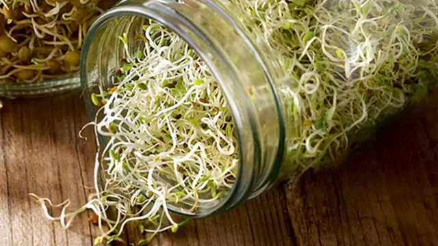 Los brotes del alfalfa puede ser útiles para tratar la anemia