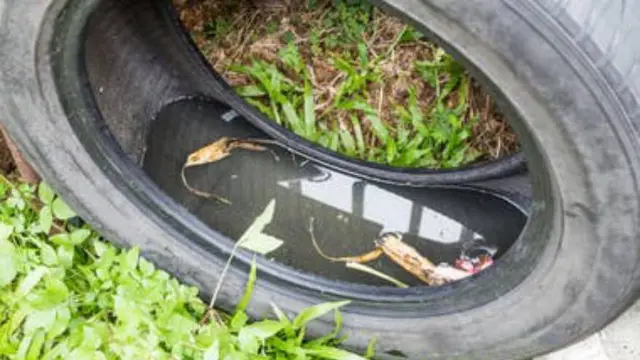 Los neumáticos pueden acumular agua estancada