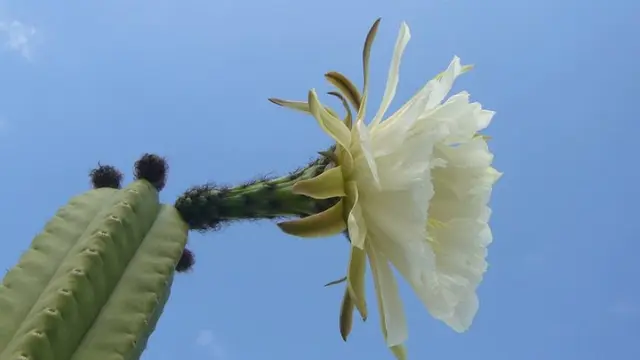 Qu es el cactus San Pedro y qu efectos tiene en el cuerpo