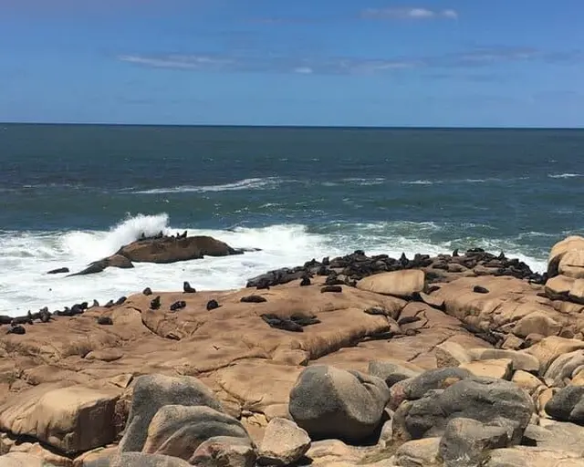 Cabo Polonio se destaca por su fuerte contacto con la naturaleza y la fauna local