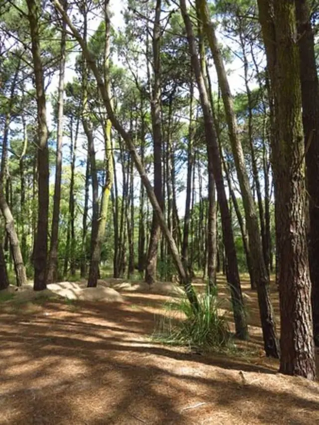 El bosque es uno de los lugares característicos de Mar de las Pampas