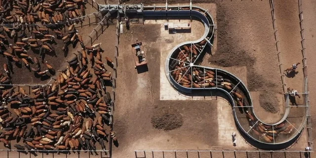 Los Brito, nuevos reyes de la ganadería: fuerte inversión para convertir a Salta en polo exportador de carne