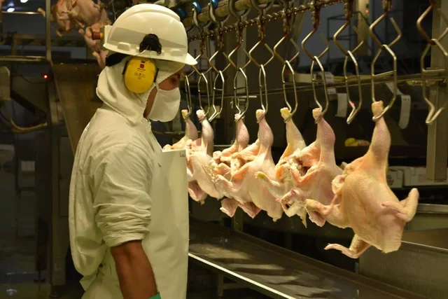 Gigante de los pollos desmantela planta clave y acumula seis meses de sueldos en cuotas