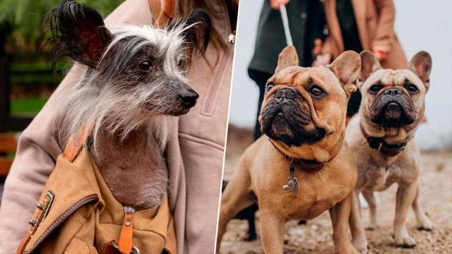 Los perros cada vez son más feos, y la ciencia explica por qué eso nos encanta