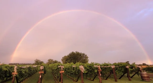 Imagen tomada en Junín, provincia de Buenos Aires, en la que se ven vides con un arco iris detrás