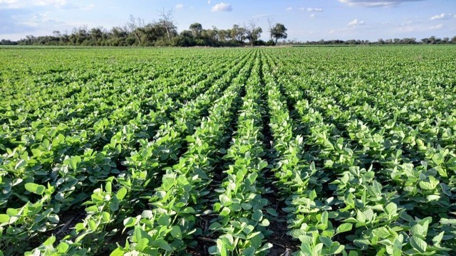 El gigante agropecuario Los Grobo se presentó a concurso de acreedores