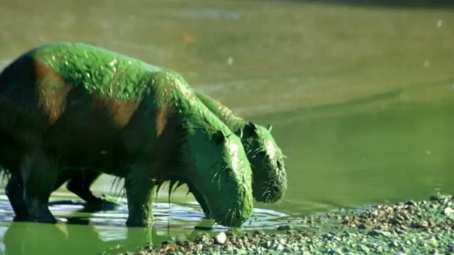 Se supo por qué aparecieron carpinchos pintados de verde en Entre Ríos