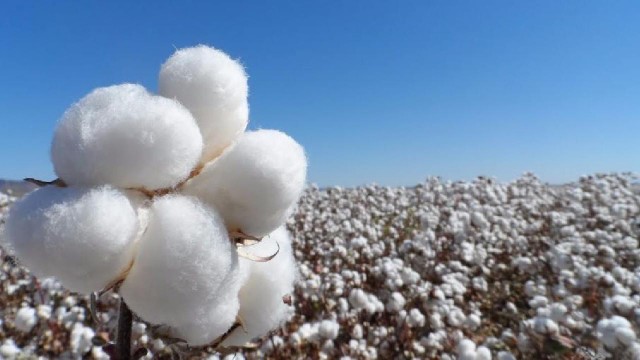 Orgullo: Argentina logró desarrollar el primer algodón transgénico del mundo