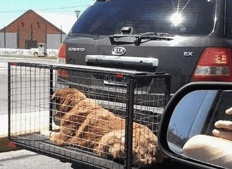 Sancionarán a conductores que lleven mascotas en jaulas fuera del vehí­culo