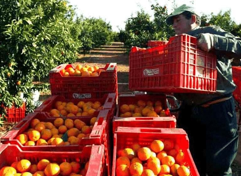 Productores proyectan aumentar 25% las exportaciones de cí­tricos en el corto plazo
