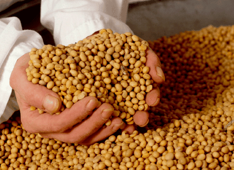 Sólo un puñado de empresas: las cuatro manos que controlan las semillas de todo el mundo