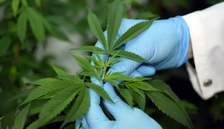 Uso de cannabis medicinal, ¿qué dicen las normas vigentes en Argentina?