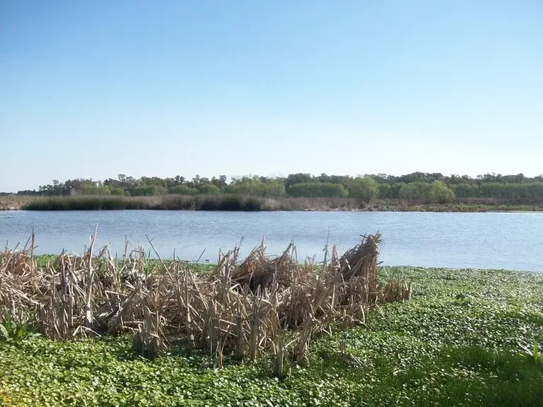 Denuncian que una ley redujo un 30% la superficie protegida de un humedal clave para prevenir inundaciones