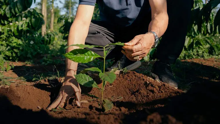 Cómo Nescafé busca garantizar el futuro del café frente al cambio climático