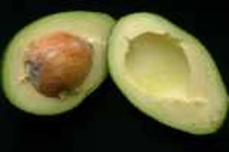 EEUU rechazó la primera importación de paltas mexicanas