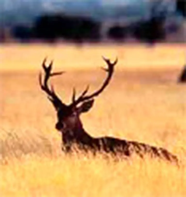 La Argentina comenzará a exportar carne de ciervo a a la UE