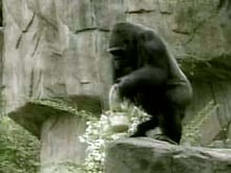 Gorilas de un zoológico dieron positivo de coronavirus: ¿Quién los habría contagiado?