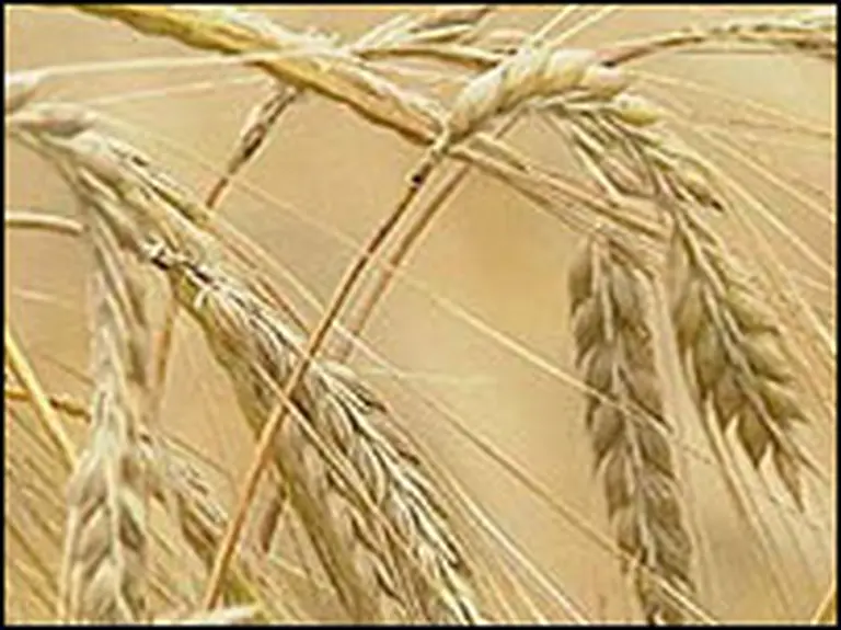 Por los altos precios, se prevé que no disminuirá la siembra de trigo