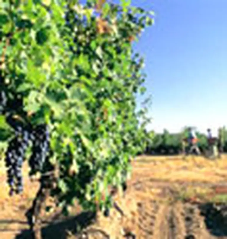 Navarro Correas y una propuesta gourmet a beneficio