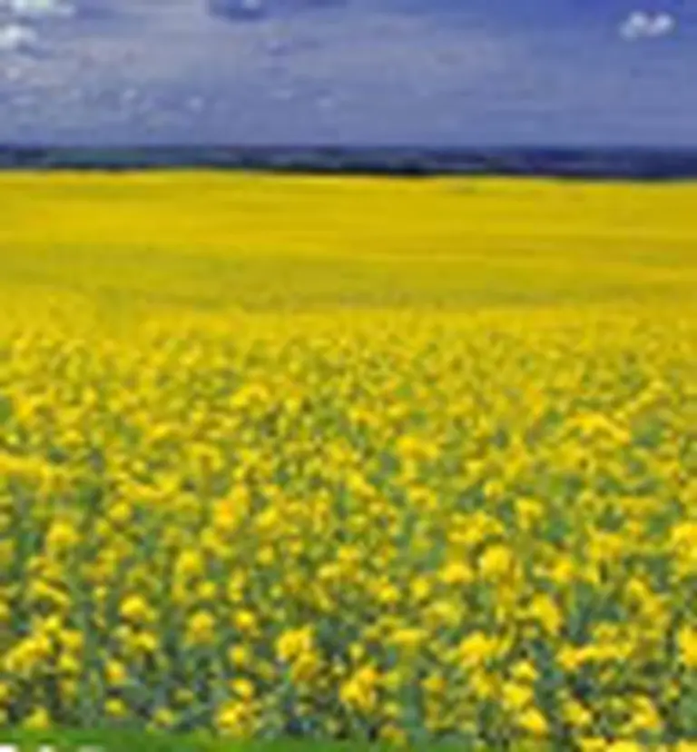 La volatilidad de las commodities, gran oportunidad de negocios