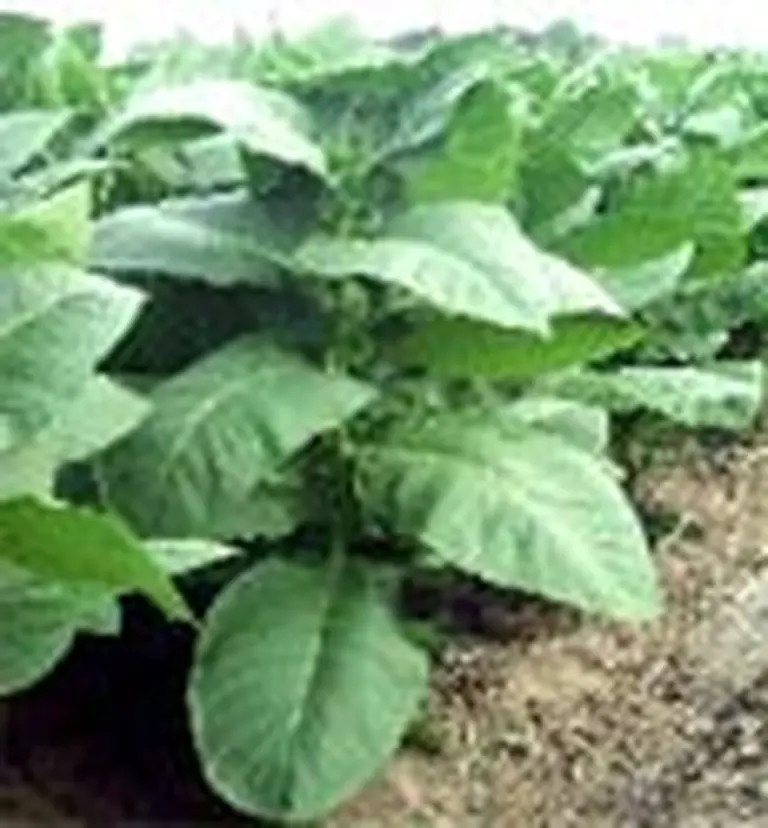 Se consolidan las exportaciones de yerba mate y té