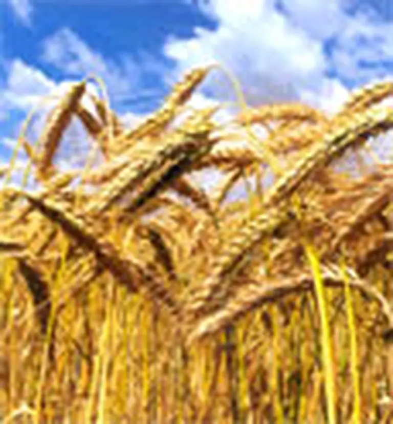 El trigo argentino golpeará a exportadores de EEUU