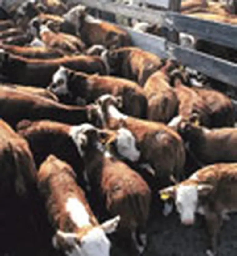 El Gobierno y frigorí­ficos analizan medidas para equilibrar precios