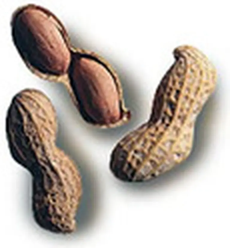 La Argentina alcanza nuevos récords en exportación de maní­