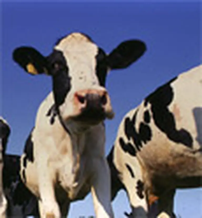 UE incrementa controles para la carne brasileña