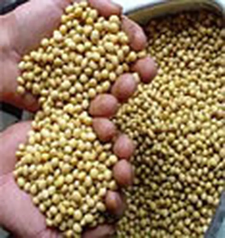 Argentina es el principal mercado de soja paraguaya