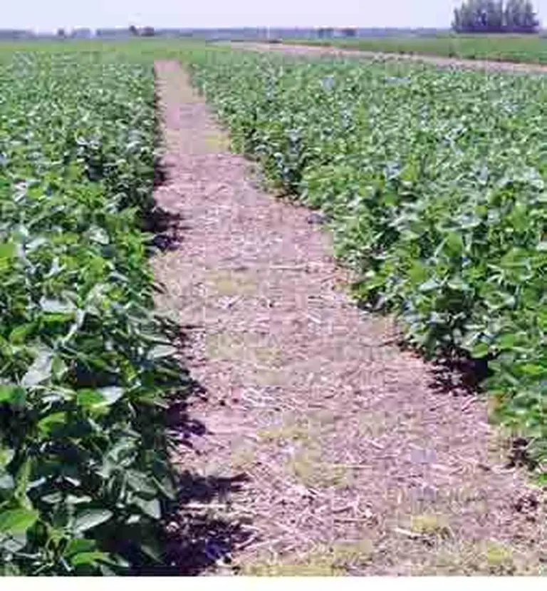 Boom de la soja impulsa precio de campos en el norte del paí­s