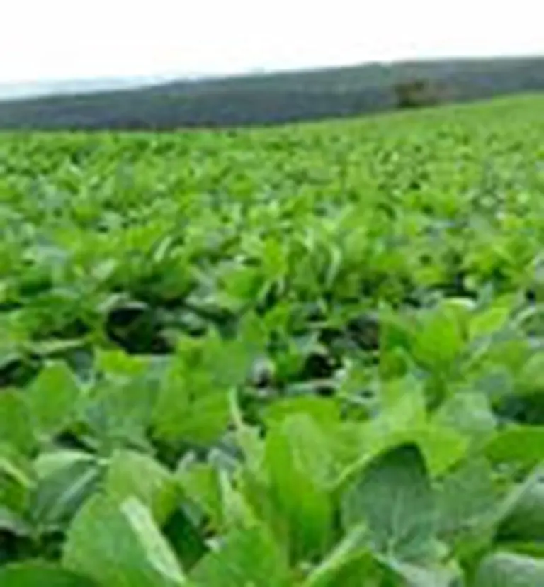 Cultivos exóticos impulsarán la exportación de biodiesel