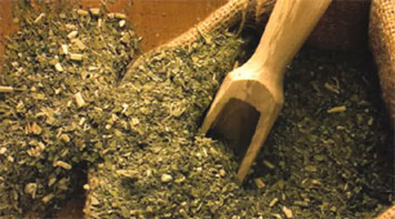 La Argentina ya exporta yerba mate "premium"