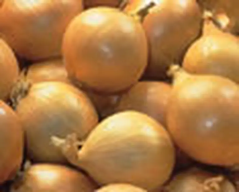 No llores por mi: desalientan el consumo de cebolla por su elevado precio